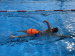 Swim Secure Tow Float Elite